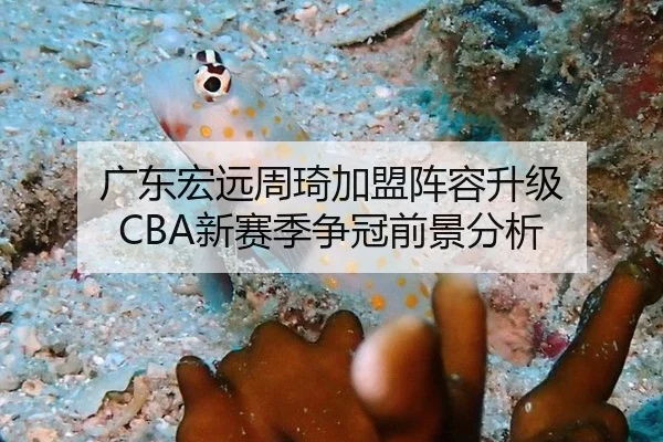 广东宏远周琦加盟阵容升级 CBA新赛季争冠前景分析